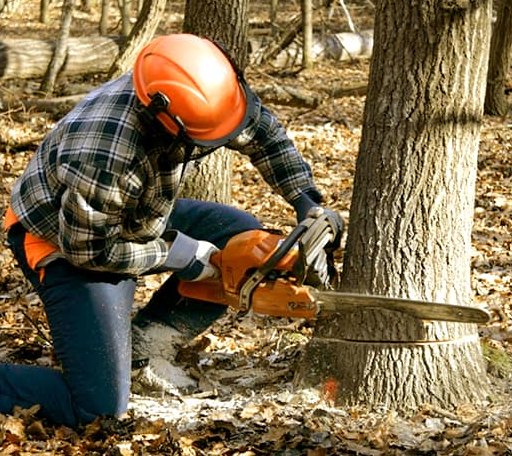 Tree Removal in Witts Springs, AR